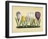 Crocus I-Vision Studio-Framed Art Print