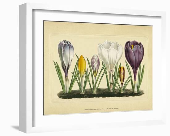 Crocus I-Vision Studio-Framed Art Print