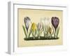 Crocus I-Vision Studio-Framed Art Print