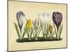 Crocus I-Vision Studio-Mounted Art Print