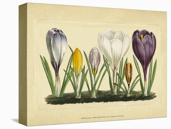 Crocus I-Vision Studio-Stretched Canvas