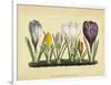 Crocus I-Vision Studio-Framed Art Print