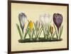 Crocus I-Vision Studio-Framed Art Print