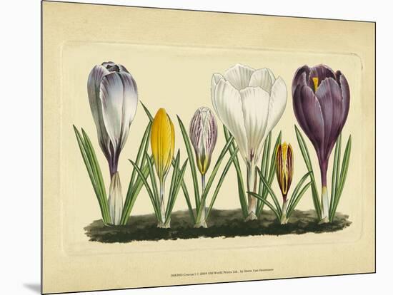 Crocus I-Vision Studio-Mounted Art Print