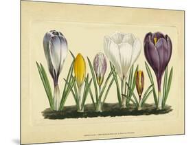 Crocus I-Vision Studio-Mounted Art Print