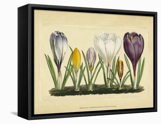 Crocus I-Vision Studio-Framed Stretched Canvas