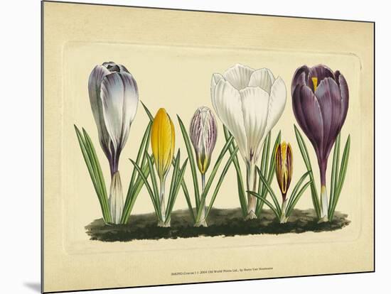 Crocus I-Vision Studio-Mounted Art Print