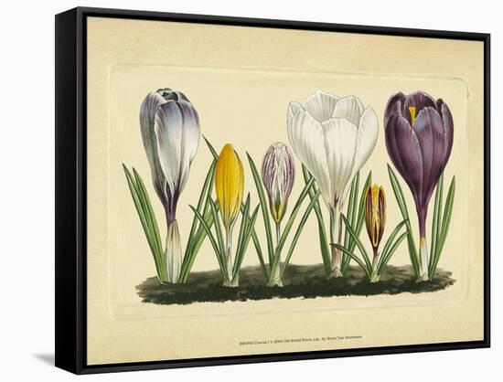 Crocus I-Vision Studio-Framed Stretched Canvas