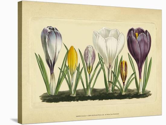 Crocus I-Vision Studio-Stretched Canvas