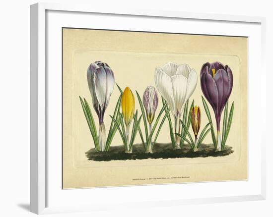 Crocus I-Vision Studio-Framed Art Print