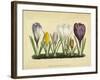 Crocus I-Vision Studio-Framed Art Print