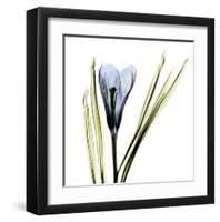 Crocus in Blue-Albert Koetsier-Framed Art Print