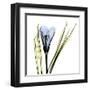 Crocus in Blue-Albert Koetsier-Framed Art Print