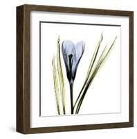 Crocus in Blue-Albert Koetsier-Framed Art Print