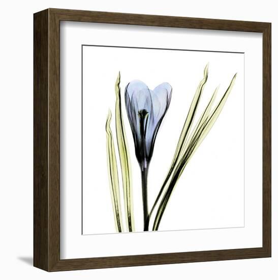 Crocus in Blue-Albert Koetsier-Framed Art Print