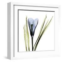 Crocus in Blue-Albert Koetsier-Framed Art Print