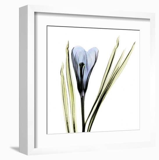 Crocus in Blue-Albert Koetsier-Framed Art Print