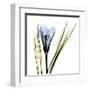 Crocus in Blue-Albert Koetsier-Framed Art Print