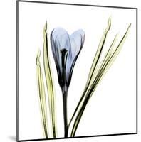 Crocus in Blue-Albert Koetsier-Mounted Art Print