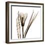 Crocus in Sienna-Albert Koetsier-Framed Art Print