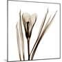 Crocus in Sienna-Albert Koetsier-Mounted Art Print