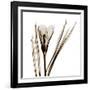 Crocus in Sienna-Albert Koetsier-Framed Art Print