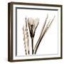 Crocus in Sienna-Albert Koetsier-Framed Art Print