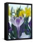 Crocus in Snow, Sammamish, Washington, USA-Darrell Gulin-Framed Stretched Canvas