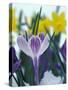 Crocus in Snow, Sammamish, Washington, USA-Darrell Gulin-Stretched Canvas