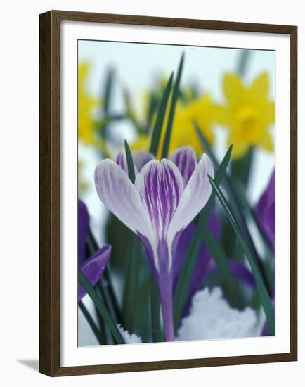 Crocus in Snow, Sammamish, Washington, USA-Darrell Gulin-Framed Premium Photographic Print