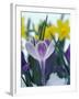 Crocus in Snow, Sammamish, Washington, USA-Darrell Gulin-Framed Premium Photographic Print