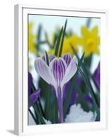 Crocus in Snow, Sammamish, Washington, USA-Darrell Gulin-Framed Premium Photographic Print