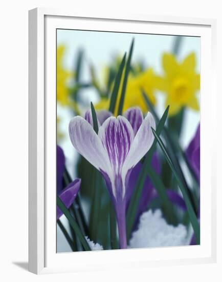 Crocus in Snow, Sammamish, Washington, USA-Darrell Gulin-Framed Premium Photographic Print