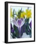 Crocus in Snow, Sammamish, Washington, USA-Darrell Gulin-Framed Photographic Print