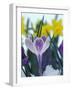 Crocus in Snow, Sammamish, Washington, USA-Darrell Gulin-Framed Photographic Print