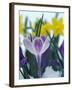 Crocus in Snow, Sammamish, Washington, USA-Darrell Gulin-Framed Photographic Print