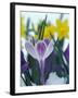 Crocus in Snow, Sammamish, Washington, USA-Darrell Gulin-Framed Photographic Print