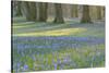 Crocus in the Park at Sunrise, Spring, Husum Schlosspark, Schleswig Holstein, Germany-Raimund Linke-Stretched Canvas