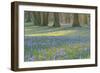 Crocus in the Park at Sunrise, Spring, Husum Schlosspark, Schleswig Holstein, Germany-Raimund Linke-Framed Photographic Print