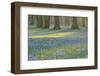 Crocus in the Park at Sunrise, Spring, Husum Schlosspark, Schleswig Holstein, Germany-Raimund Linke-Framed Photographic Print