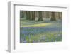 Crocus in the Park at Sunrise, Spring, Husum Schlosspark, Schleswig Holstein, Germany-Raimund Linke-Framed Photographic Print