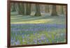 Crocus in the Park at Sunrise, Spring, Husum Schlosspark, Schleswig Holstein, Germany-Raimund Linke-Framed Photographic Print