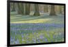 Crocus in the Park at Sunrise, Spring, Husum Schlosspark, Schleswig Holstein, Germany-Raimund Linke-Framed Photographic Print