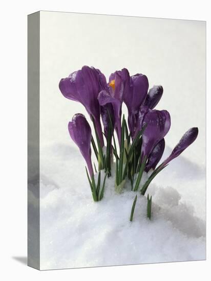 Crocus in the Snow-Nancy Rotenberg-Stretched Canvas