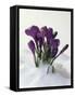 Crocus in the Snow-Nancy Rotenberg-Framed Stretched Canvas