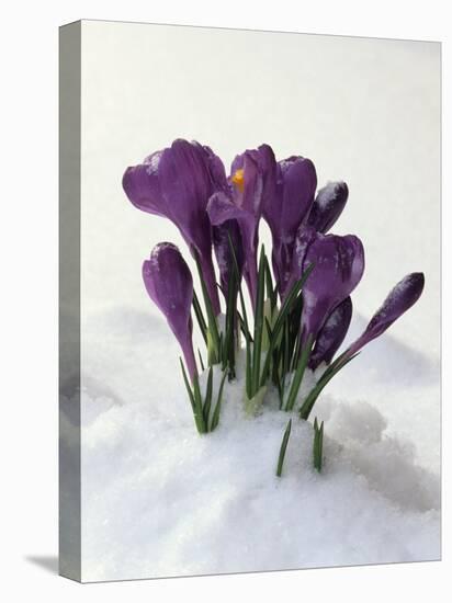 Crocus in the Snow-Nancy Rotenberg-Stretched Canvas