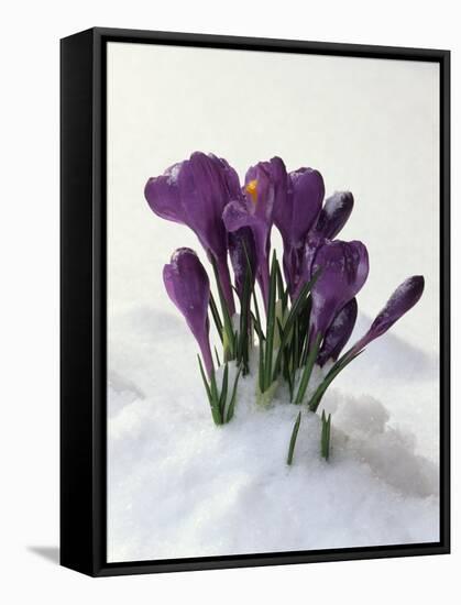 Crocus in the Snow-Nancy Rotenberg-Framed Stretched Canvas