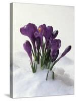 Crocus in the Snow-Nancy Rotenberg-Stretched Canvas