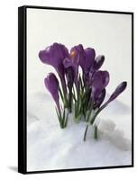 Crocus in the Snow-Nancy Rotenberg-Framed Stretched Canvas