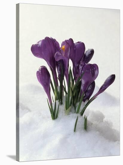 Crocus in the Snow-Nancy Rotenberg-Stretched Canvas